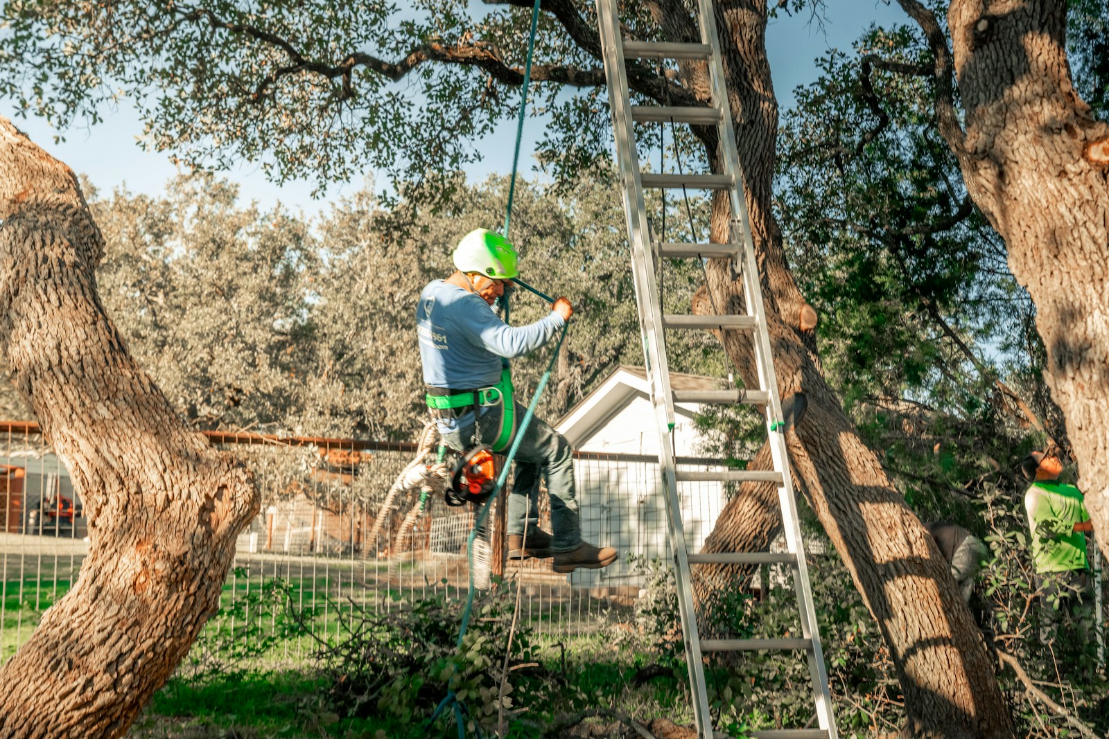 Sarasota Tree Service crew at work